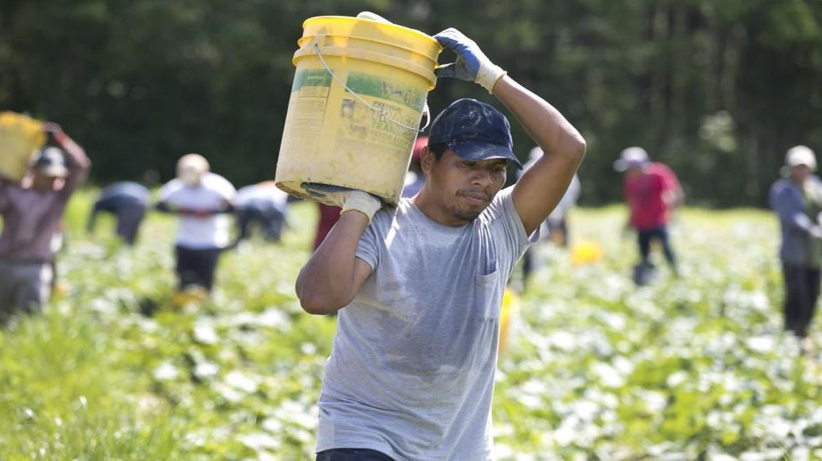 In this file photo, migrant farm workers harvest cucumbers on a farm near Rolesville, N.C
