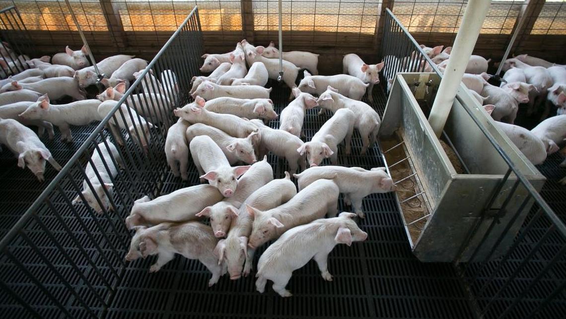 Young pigs, approximately 45 days old, will spend about seven weeks on Chad Herring’s nursery farm in Duplin County, before they are moved to a finishing farm. Herring has space for 14,500 pigs on his farm near Mt. Olive, N.C.