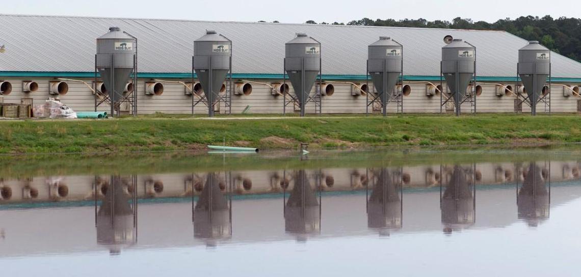 The lagoon at Jeff Spedding’s hog farm in Magnolia, N.C. holds the feces and urine from his growing barns. The effluent is used as a fertilizer. Spedding periodically sprays it on a rotation of crops of wheat, corn and soybeans on his farm.