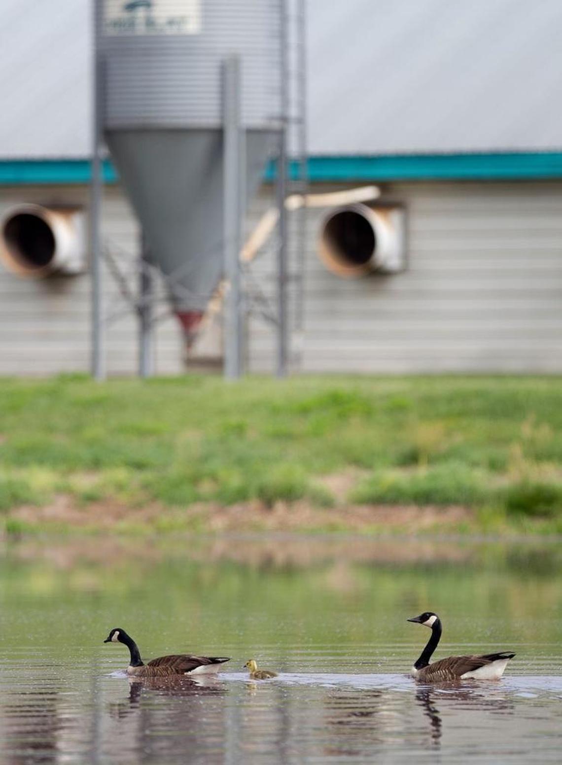 Geese with their young goslings swim in the hog lagoon at Jeff Spedding’s hog farm in Magnolia, N.C.