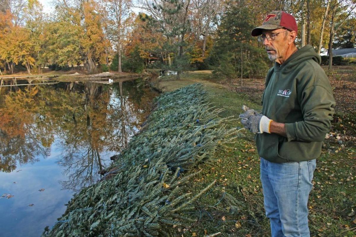In this 2016 photo, Tommy Naylor stands next to a line of cut Fraser fir trees on his farm. He has signed an easement allowing the Atlantic Coast Pipeline to cut through his family farm.