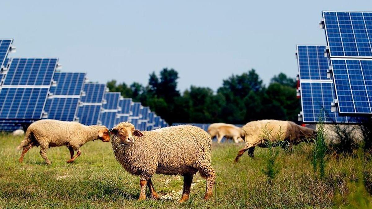 Sun-Raised Farms keeps 60 sheep grazing at the O2 Energies Progress Solar property in Bunn, photographed in September, 2014. The 20,000 panels help to supply 600 homes with power. The company also keeps sheep at 20 other solar farms in the state and hope to increase that by 10 in the new year. The company spent less than 10 mowing hours this last year on the up-keep of the property due to the sheep.