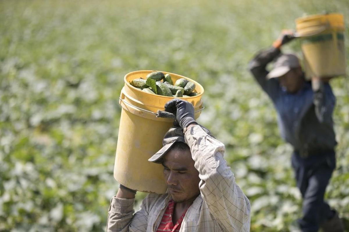 Ricardo Almeida, an H2-A worker, harvests cucumbers on Jackie Thompson’s farm in Wake County near Rolesville on Tuesday, June 27, 2017.