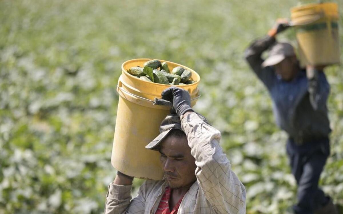 NC migrant farmworkers saw their pay plunge this season. Will they return?