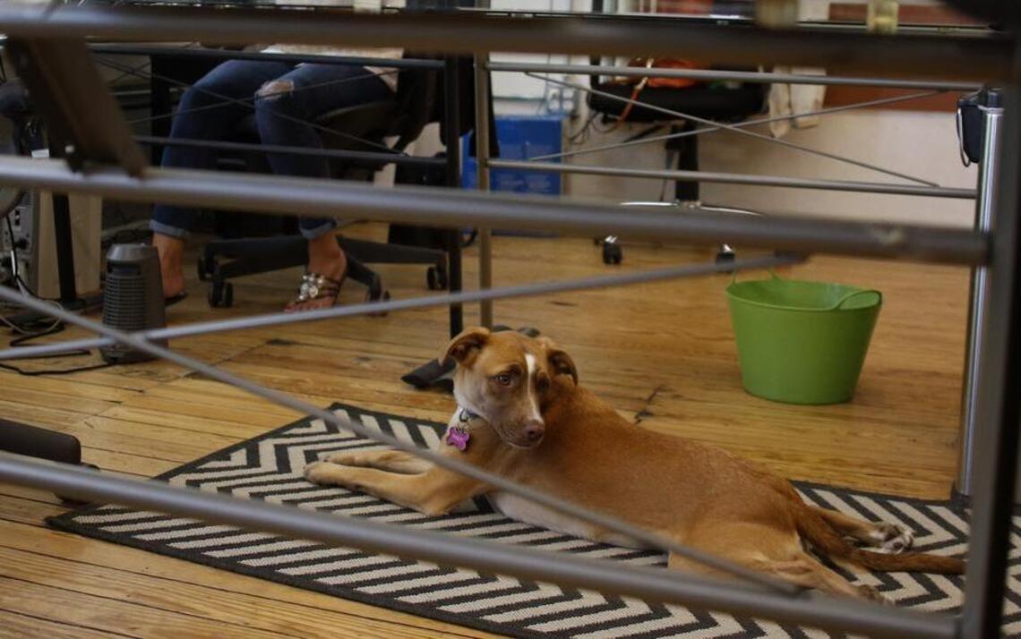 Know rules before allowing pets around your business