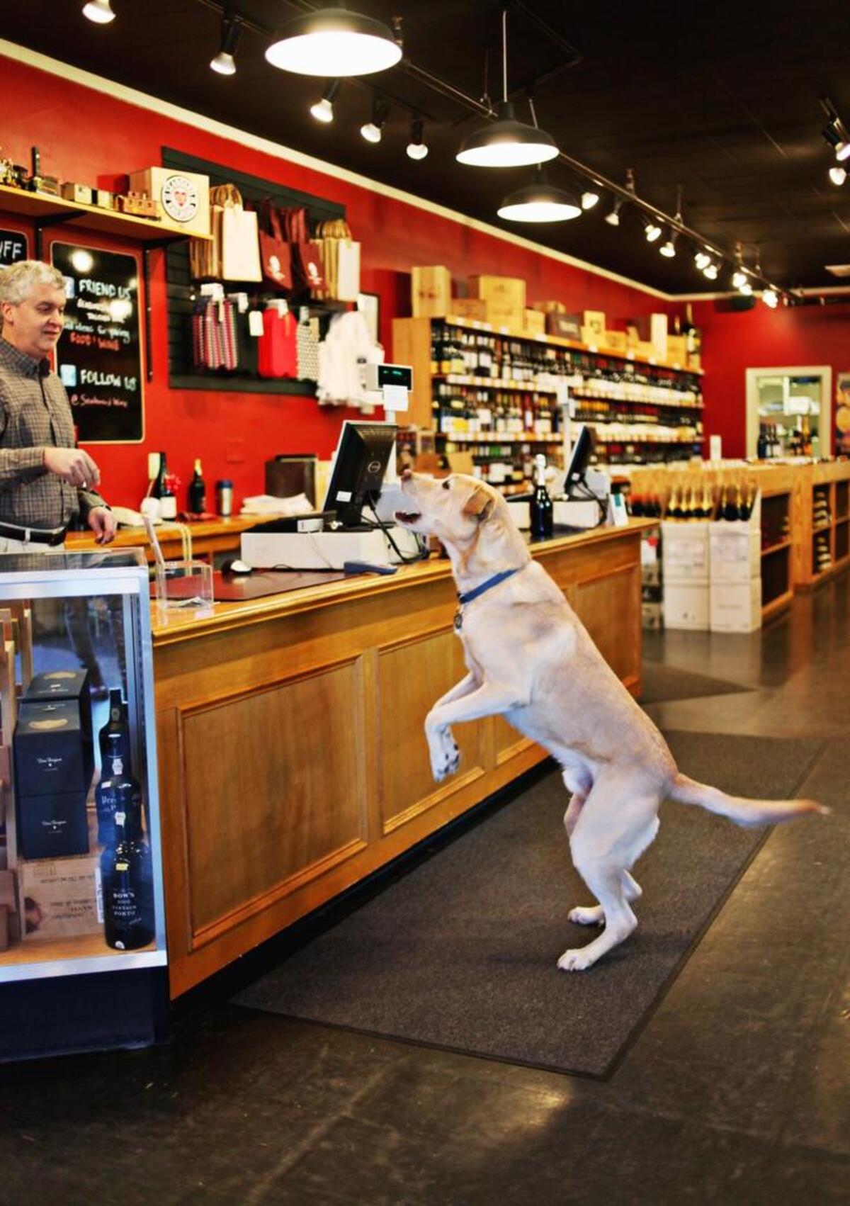 Gruner, a lab mix, is a regular with Seaboard Wine and Tasting Bar owner Doug Diesing in Raleigh.