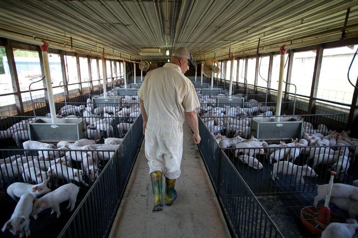 Chad Herring does a morning check of the pigs on his nursery farm in Duplin County. Herring, a third generation farmer, has space for 14,500 pigs at his farm.