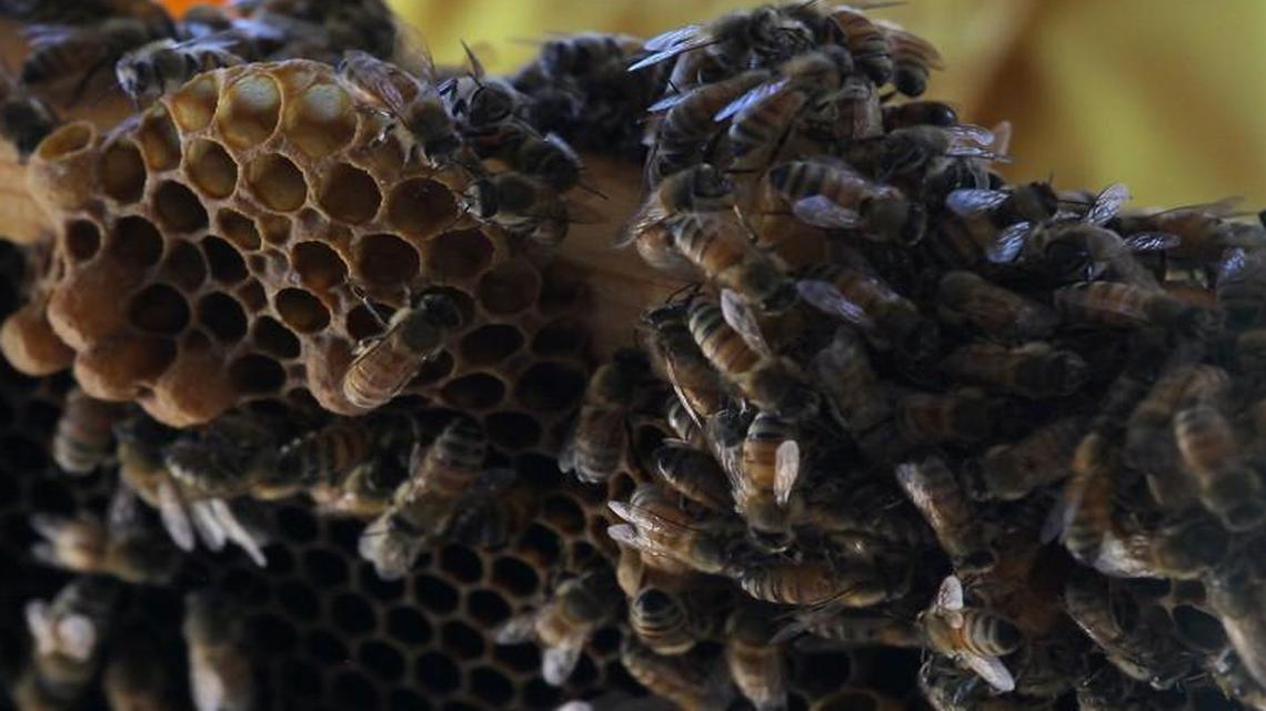 Bees swarm around honeycomb at the Bayer North American Bee Care Center in Research Triangle Park.
