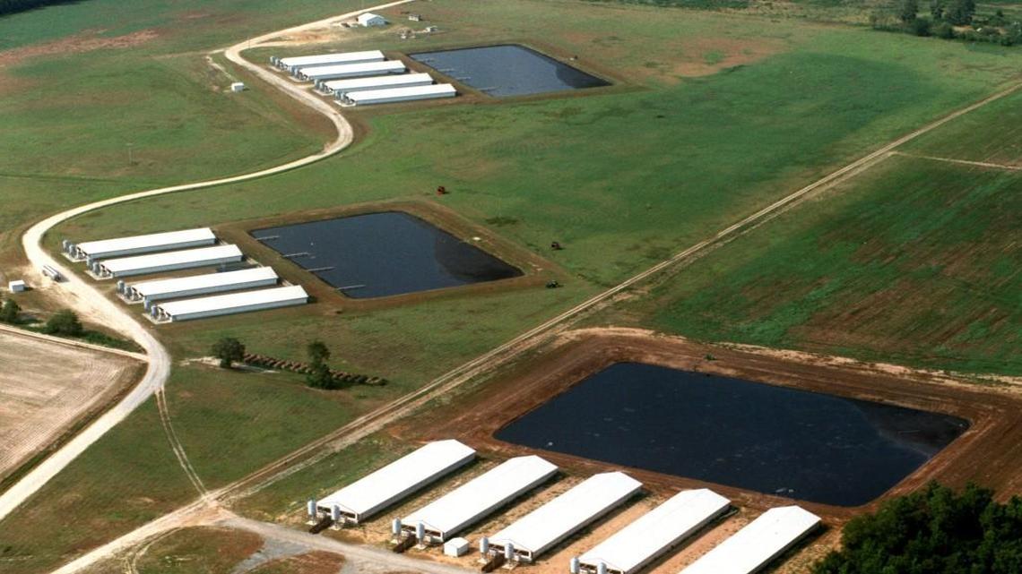 A bill in the N.C. legislature would protect the state’s hog farmers from lawsuits filed by their neighbors over odors and illnesses they say are caused by hog waste. In this file photo hog houses and lagoons stack up one over the other near Faison.