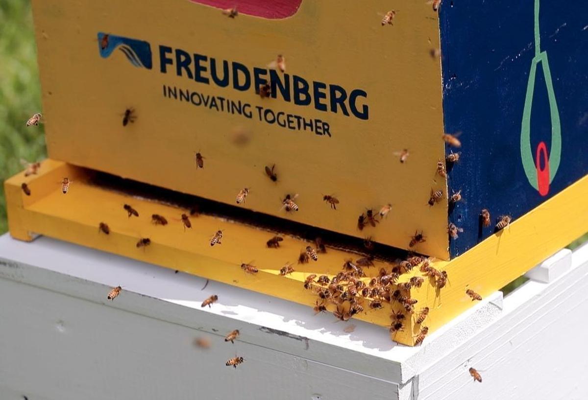 Bees explore their new surroundings after two hives, hand painted by local artists, were installed at Freudenberg IT in Durham by Bee Downtown, a Durham-based startup focused on increasing the honey bee population in cities across the U.S. Bee Downtown will install over 50 new beehives at major businesses across the Triangle. Each of the two hives have about 20,000 bees in them. They are expected to more than double that amount as they settle in to their new home.