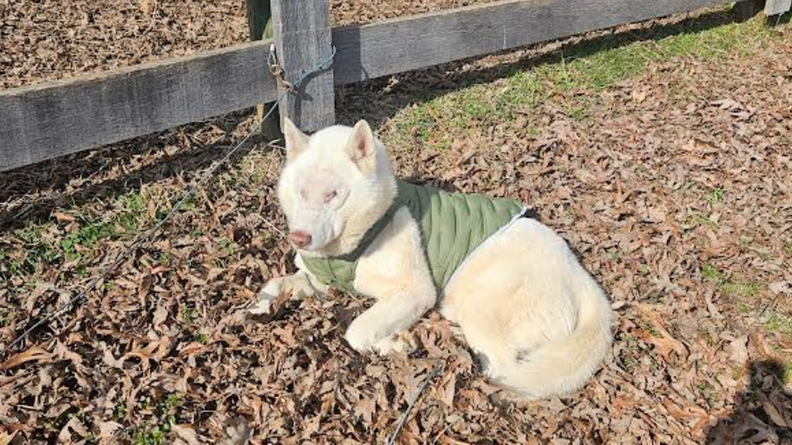 A blind Virginia dog was adopted into a new home.
