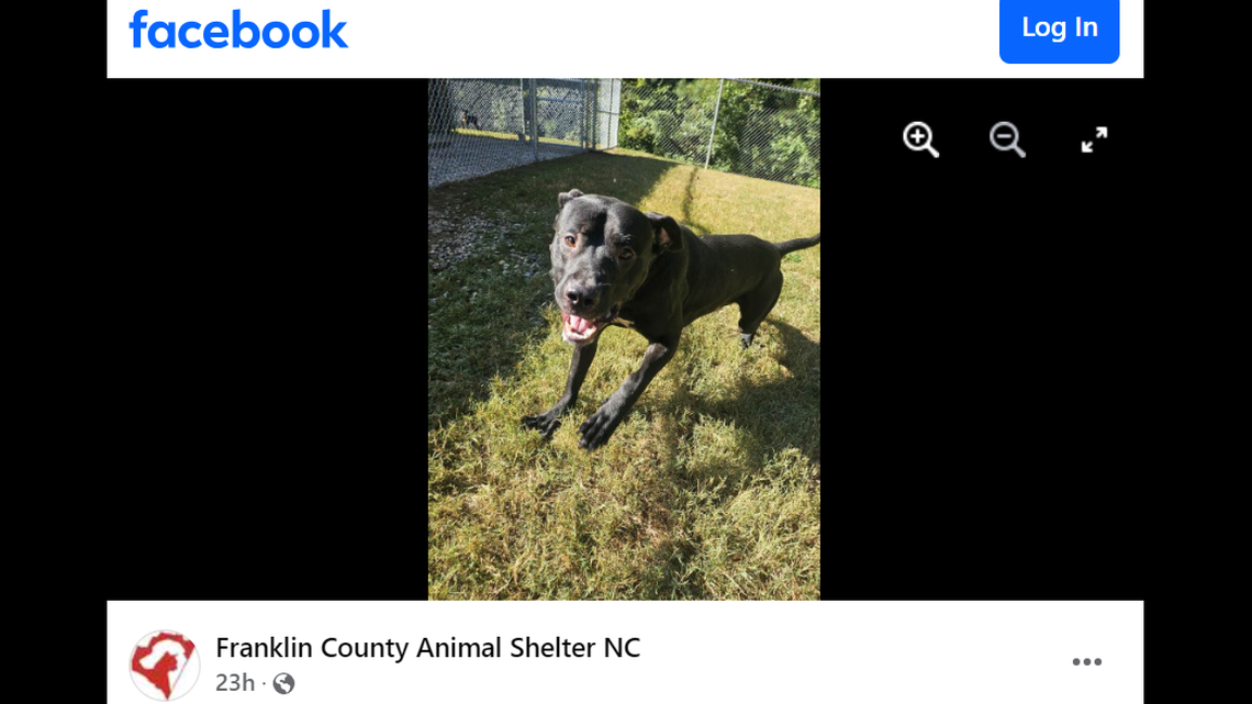 Bob Ross the dog is up for adoption in North Carolina.