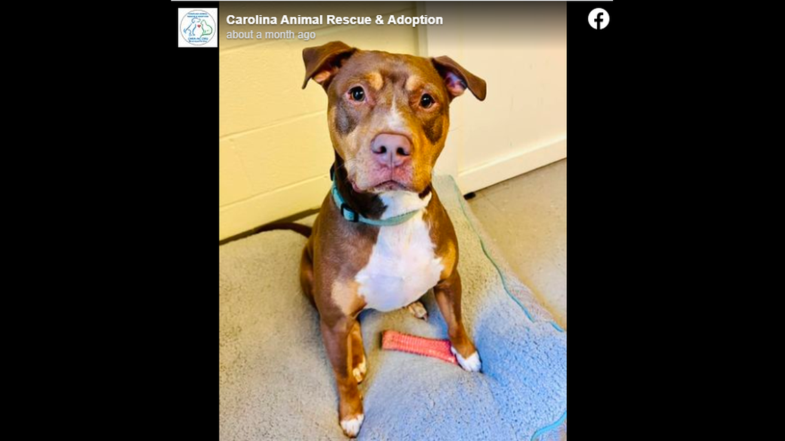 Tanner the dog went up for adoption after he was surrendered a second time, a North Carolina shelter said.