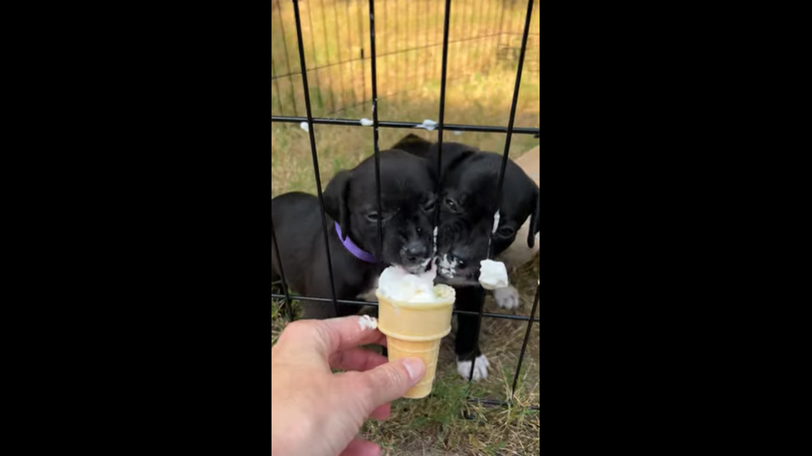 A mama dog was determined to care for her babies, and now six of them are up for adoption in North Carolina.