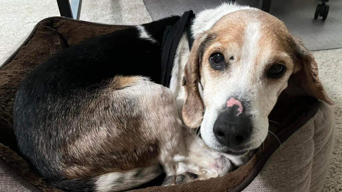 Pongo needs an owner after he was found wandering alone, North Carolina rescuers said.