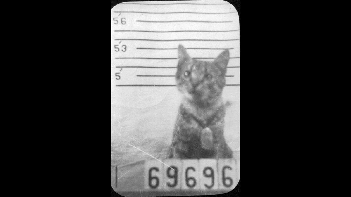 George the cat was “enlisted” 80 years ago.