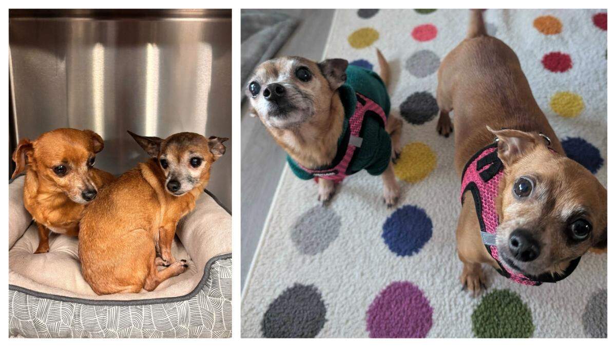 Two dogs need to stay together after losing their owner, a North Carolina shelter said.
