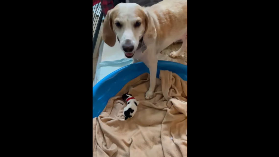 A mama dog took in a litter of puppies after their mom died, North Carolina rescuers said.