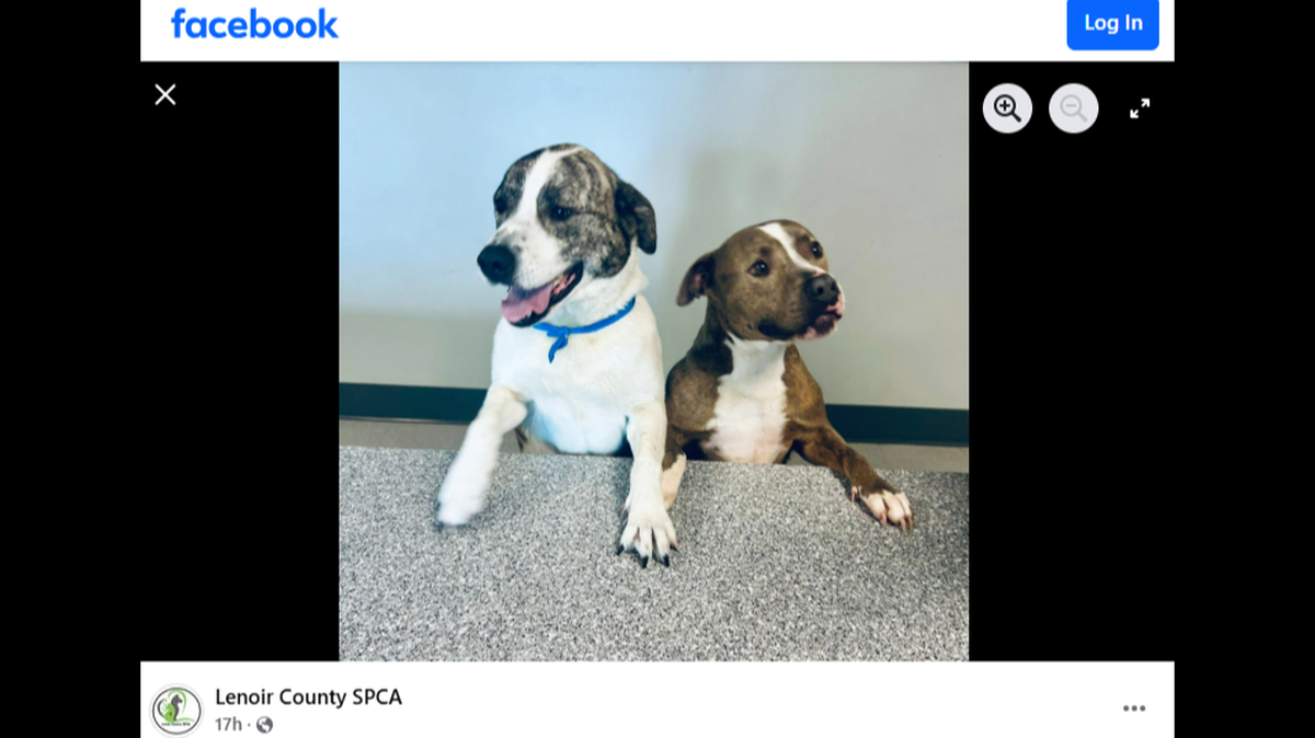 After their heartwarming adoption, two dogs returned to a North Carolina shelter.