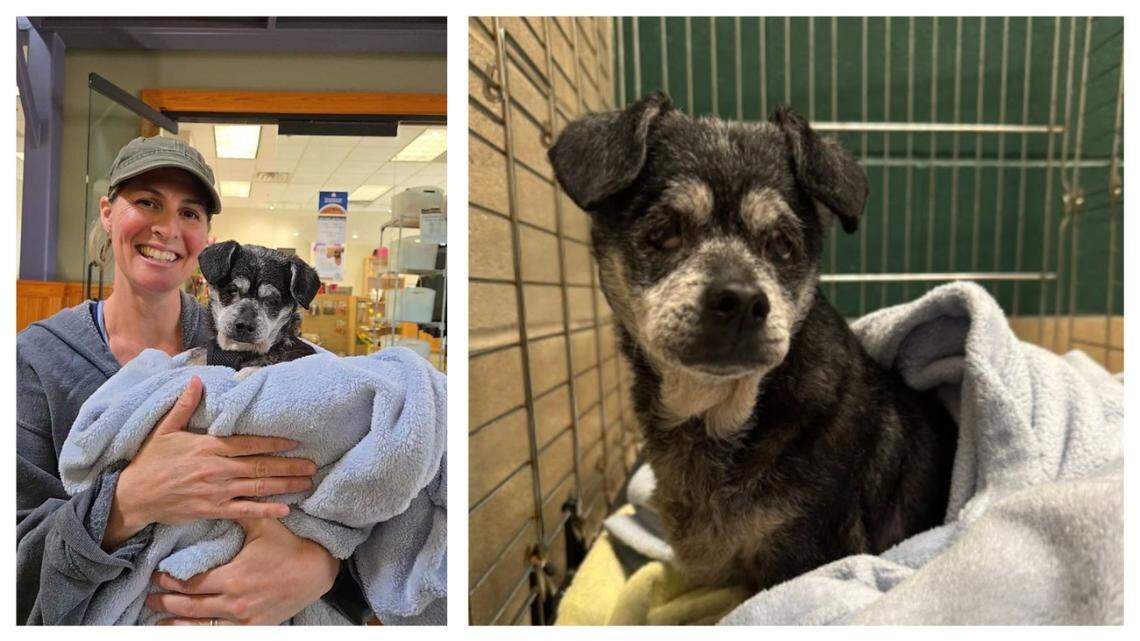 A “sweet” North Carolina dog got a second chance after she was at risk of being put down.