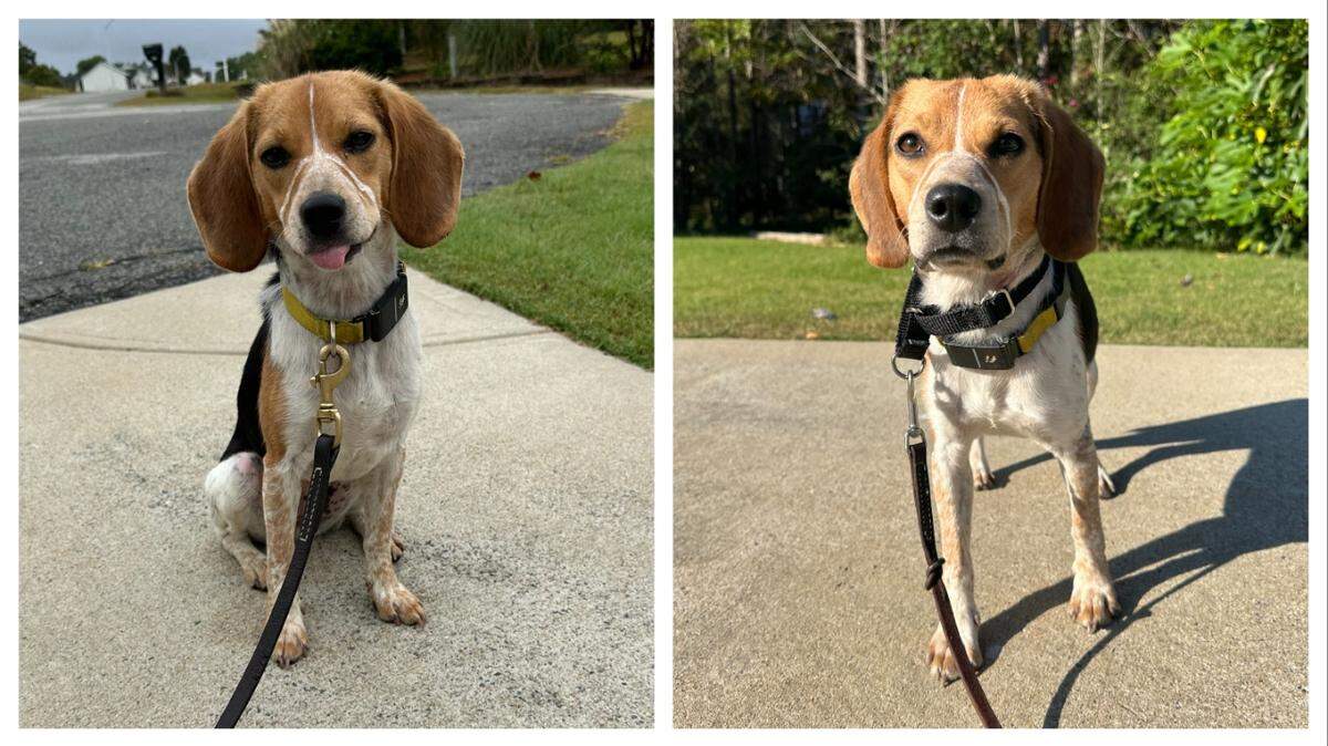 A rescued dog with a fitting name is up for adoption in North Carolina.