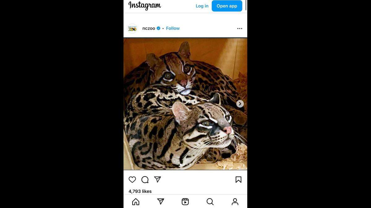The North Carolina Zoo creatures have been with each other almost two decades.