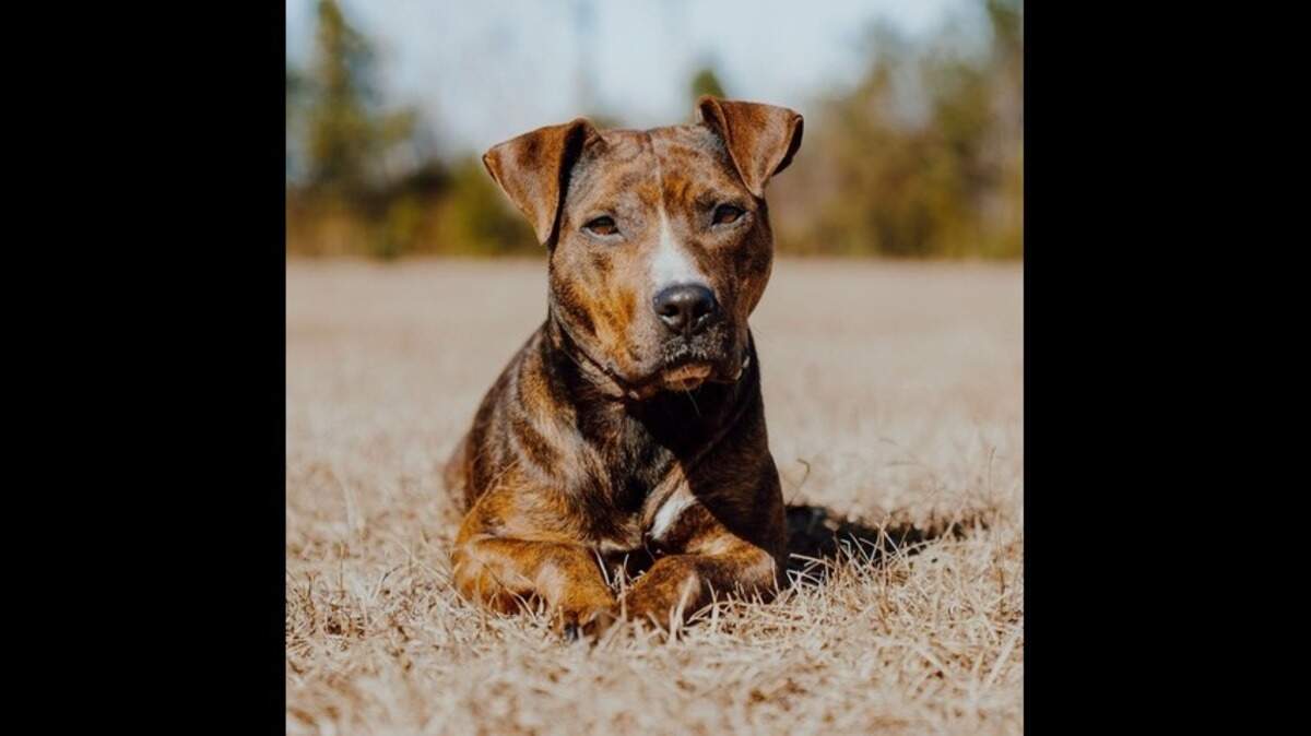 A dog mom who lost her leg is up for adoption in North Carolina.