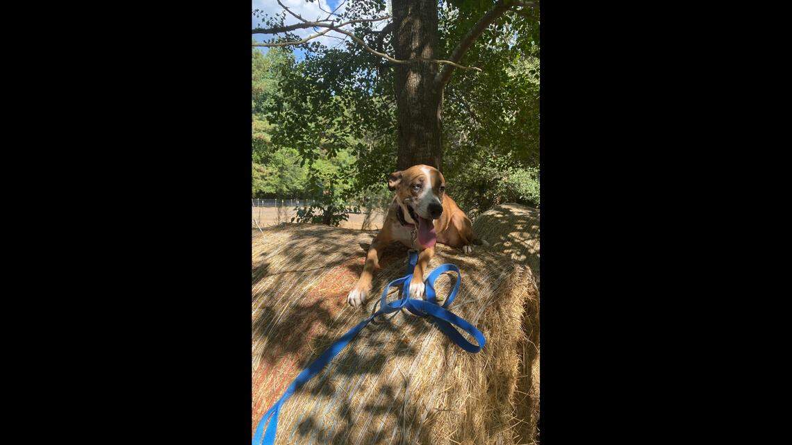 A dog found in the trash has a new home at an animal rescue.