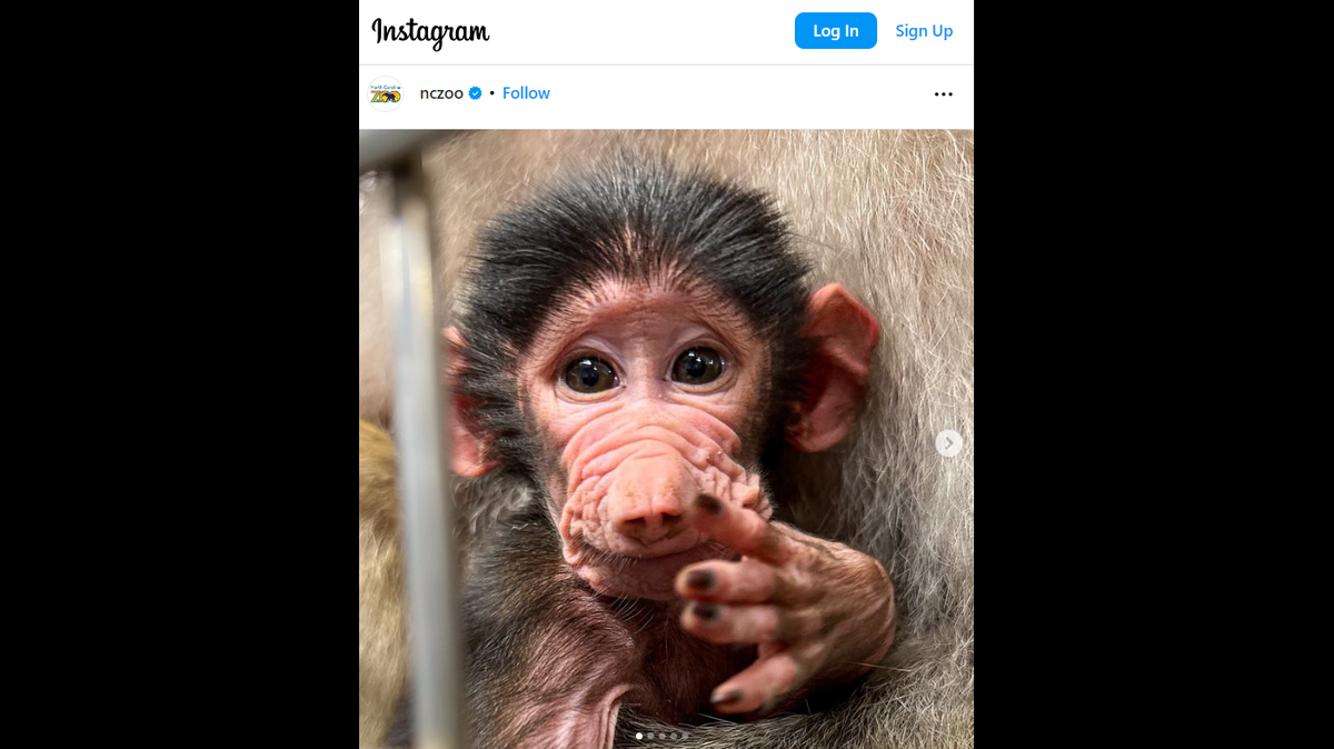 Winnie the baby baboon has been spending time close to her mom.