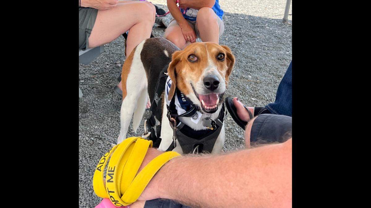 A North Carolina dog’s puppies were adopted, but she had to wait for her turn.