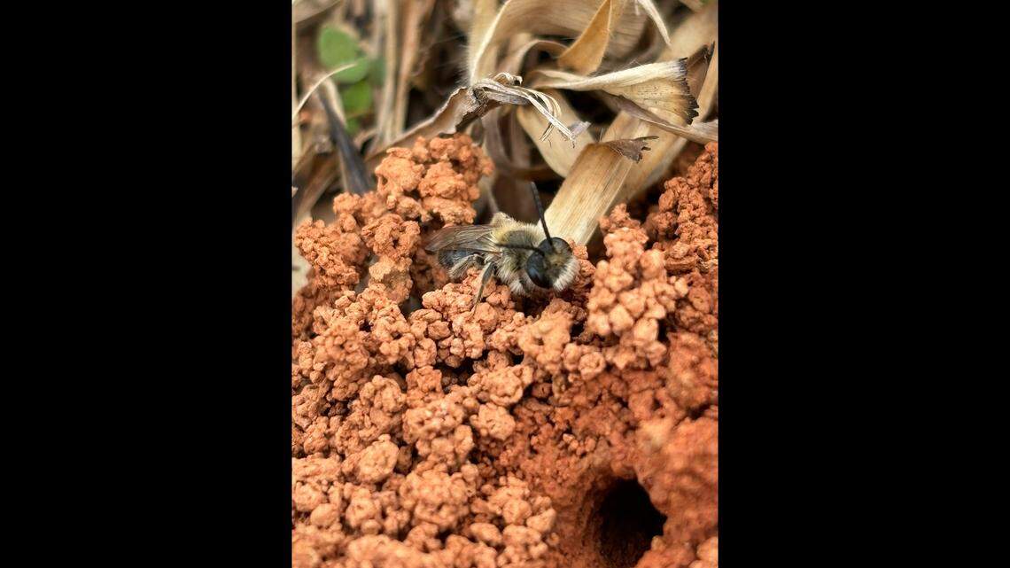 ‘Bees hovering over the ground’? Why you may see them in NC & what to do
