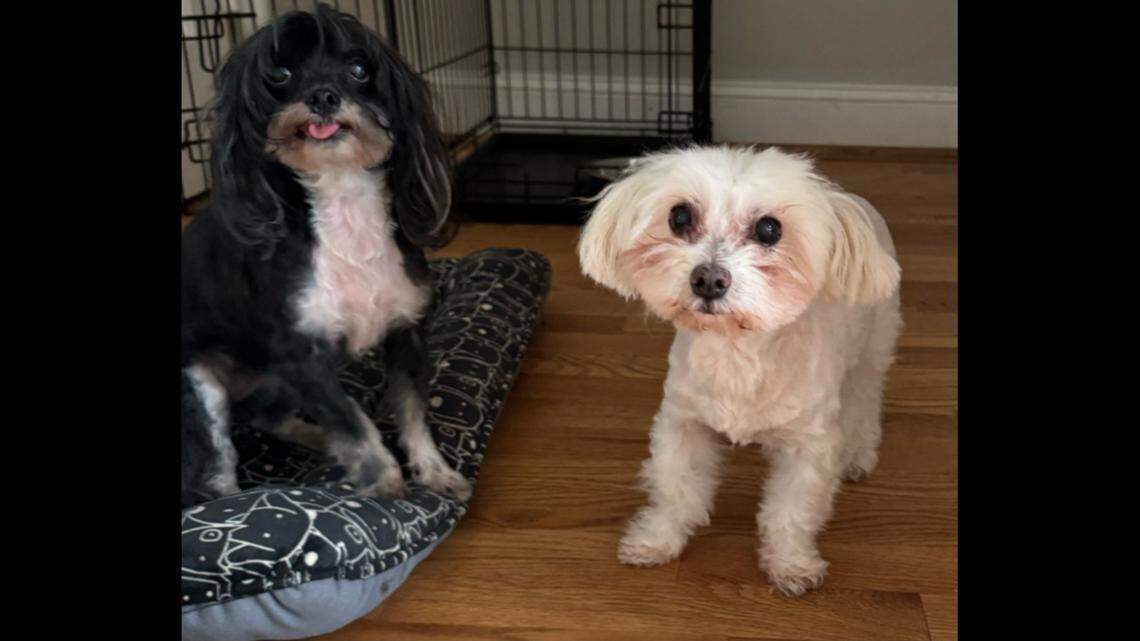 Busy dog owner couldn’t keep ‘sweetest senior sisters.’ Now both need a new home