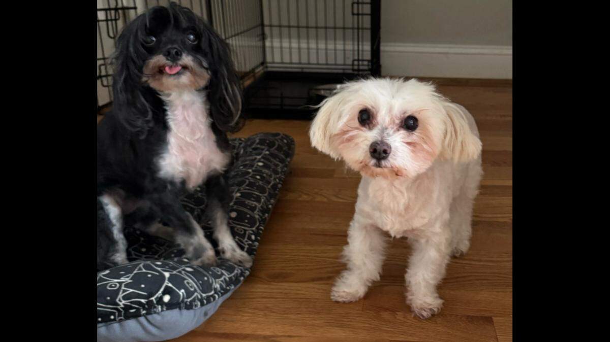 A North Carolina shelter hopes the two senior dogs are adopted together.