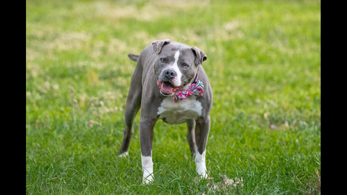 Sasha the dog is up for adoption in North Carolina.