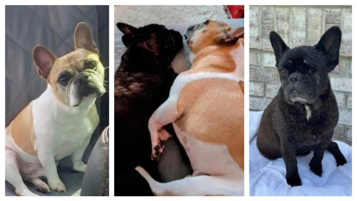 Two dogs with an “unshakable” bond need to stay together, rescuers said.