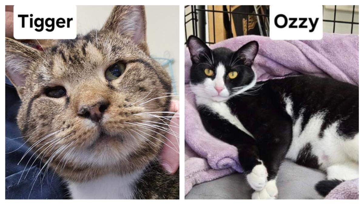 Two North Carolina cats with a close bond were adopted into the same home.