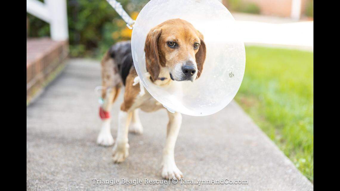 Moose the dog is getting a second chance after Hurricane Helene hit North Carolina.