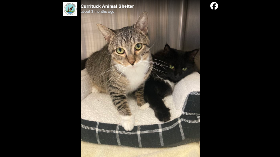 Birdman, left, and Jolie are best friends waiting to be adopted into the same home.