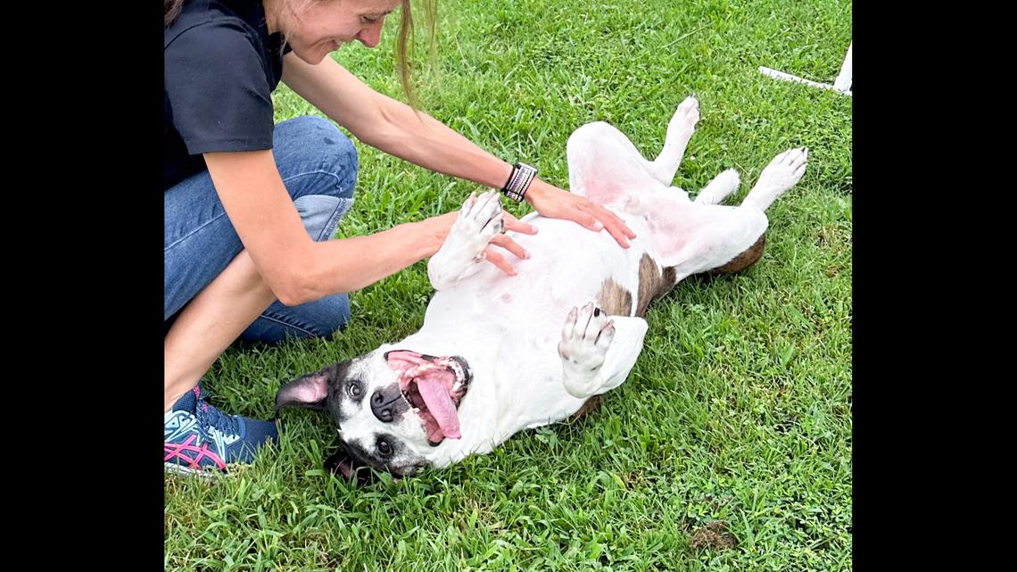 A North Carolina shelter shared the good news that Butch was adopted after more than 400 days of waiting.
