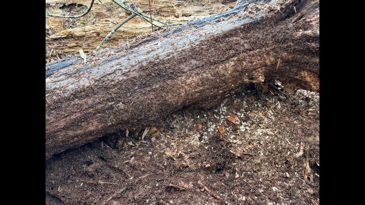 An N.C. State researcher is studying ants at Wendell Park.