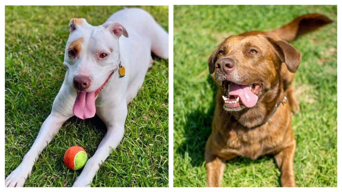 Zaleah, left, and Rocky are up for adoption in North Carolina.