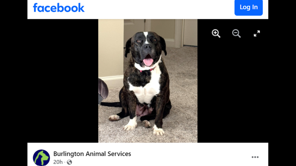 A North Carolina dog went up for adoption after her owner had to give her up.