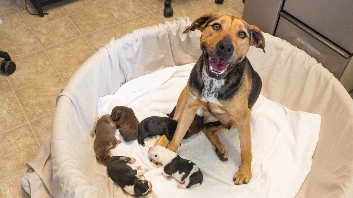 Rainbow is described as a “sweet, attentive” mama dog.