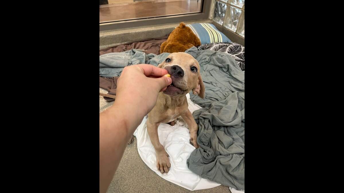 A Virginia puppy was waiting for a home — then his luck took a turn for the better.