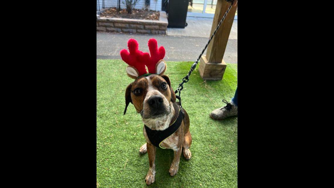 A dog needs a home after he was saved in the nick of time, rescuers said.