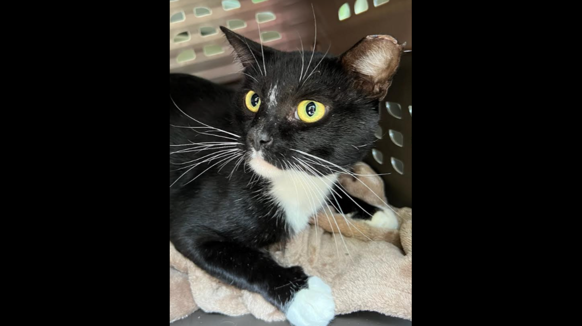 A North Carolina animal rescue helped a sick cat make a dramatic transformation.