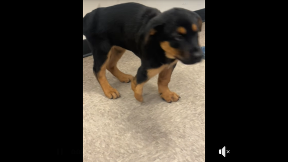 Gracie the 3-month-old German shepherd is getting help after a North Carolina rescue group stepped in.