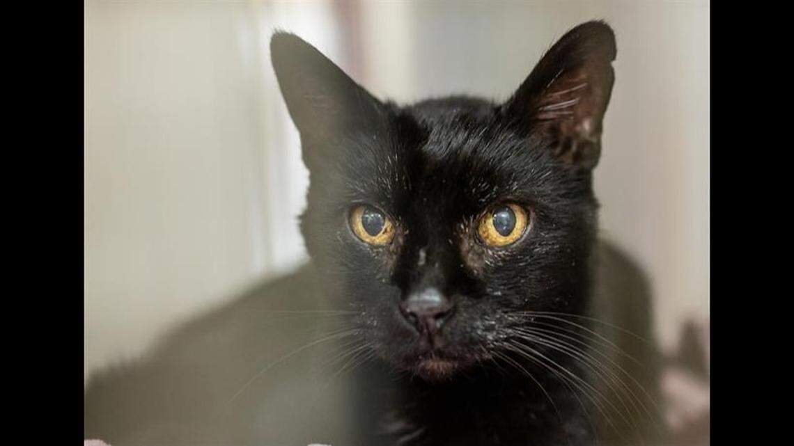 Rizzo the lost cat was reunited with her owner more than two years later, a shelter said.