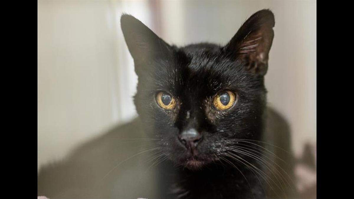 Rizzo the lost cat was reunited with her owner more than two years later, a shelter said.