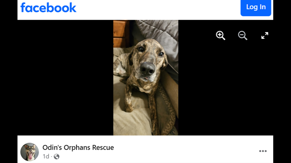 Coraline returned to a North Carolina animal rescue after she was saved as a puppy.